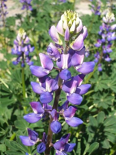 Lupinus succulentus